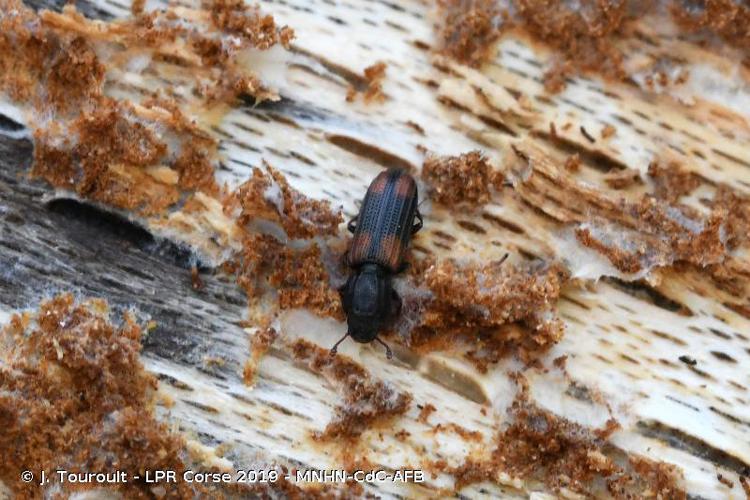 Bitoma crenata © J. Touroult - LPR Corse 2019 - MNHN-CdC-AFB