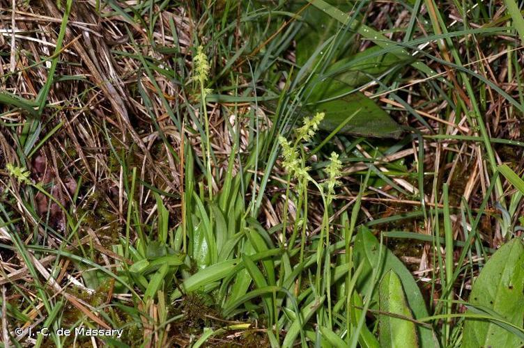 Orchis musc (Herminium monorchis) © J.-C. de Massary