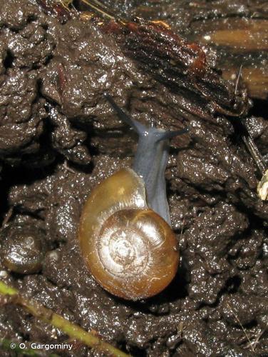 Grande luisantine (Aegopinella nitidula) © O. Gargominy