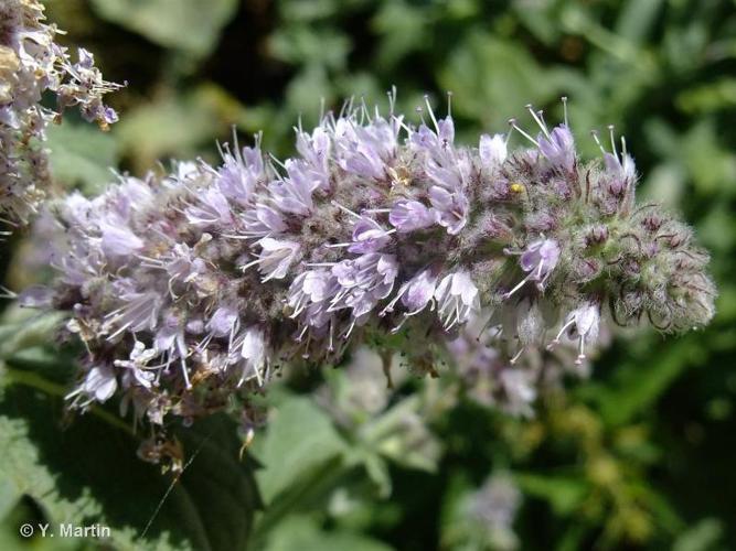 Menthe à longues feuilles (Mentha longifolia) © Y. Martin