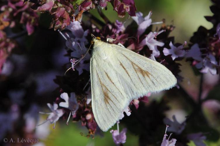 Sitochroa palealis © A. LEVEQUE