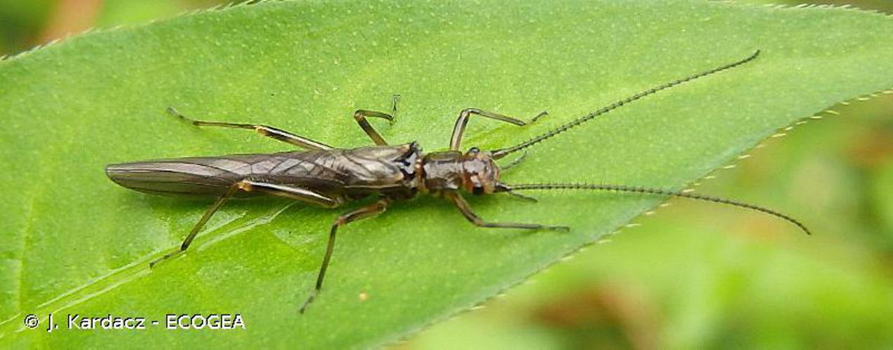 Leuctra geniculata © J. Kardacz - ECOGEA