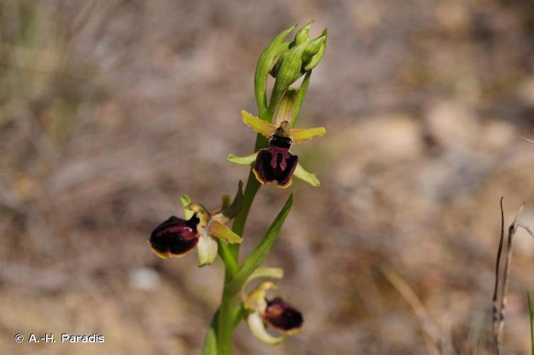 Ophrys de la passion (Ophrys passionis) © A.-H. Paradis