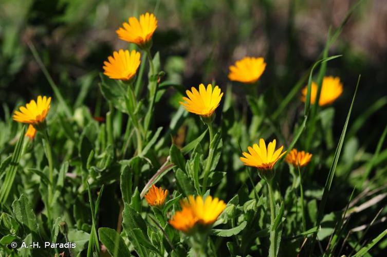 Souci des champs (Calendula arvensis) © A.-H. Paradis