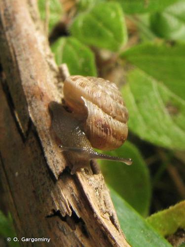 Hélicette carénée (Candidula intersecta) © O. Gargominy