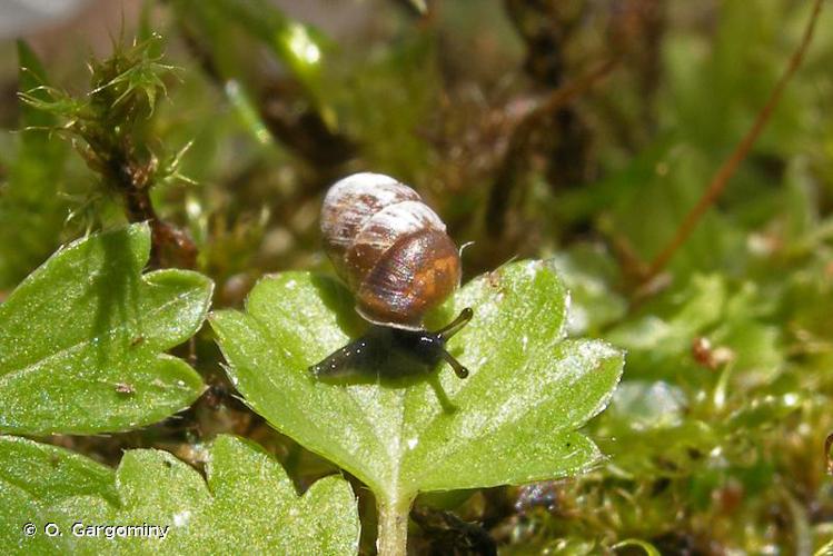 Maillot des mousses (Pupilla muscorum) © O. Gargominy