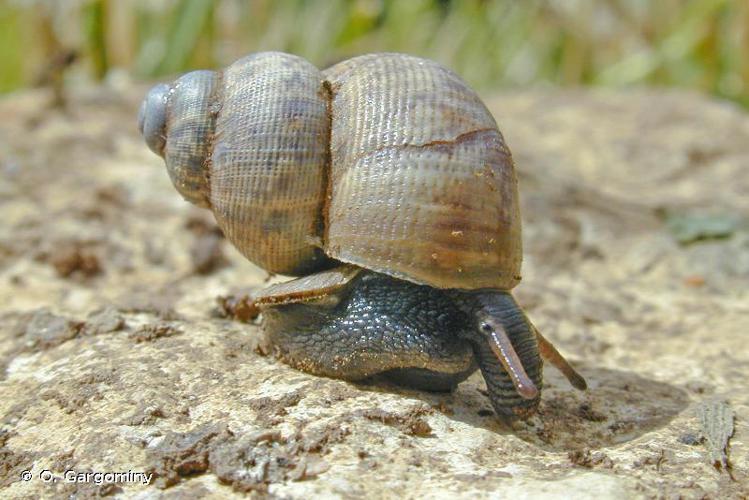 Élégante striée (Pomatias elegans) © O. Gargominy