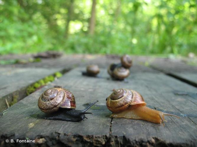 Hélice des bois (Arianta arbustorum arbustorum) © B. Fontaine