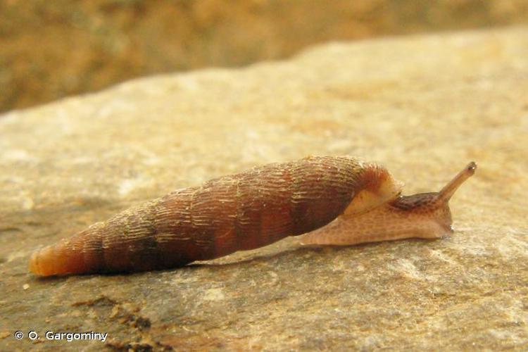 Clausilie commune (Clausilia bidentata bidentata) © O. Gargominy