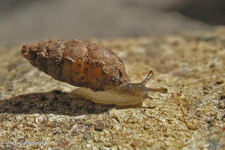 Bulime boueux (Merdigera obscura) © O. Gargominy