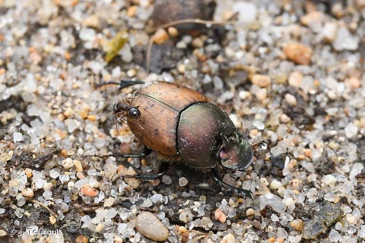 Onthophagus coenobita © J. Touroult