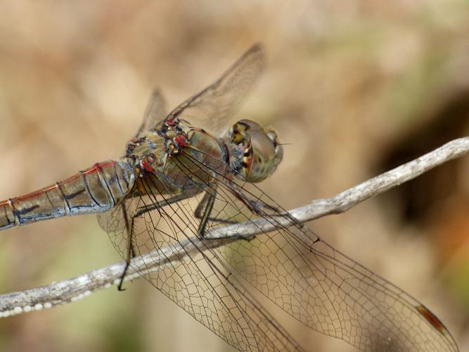 Sympétrum fascié (Sympetrum striolatum) © Morvan Debroize