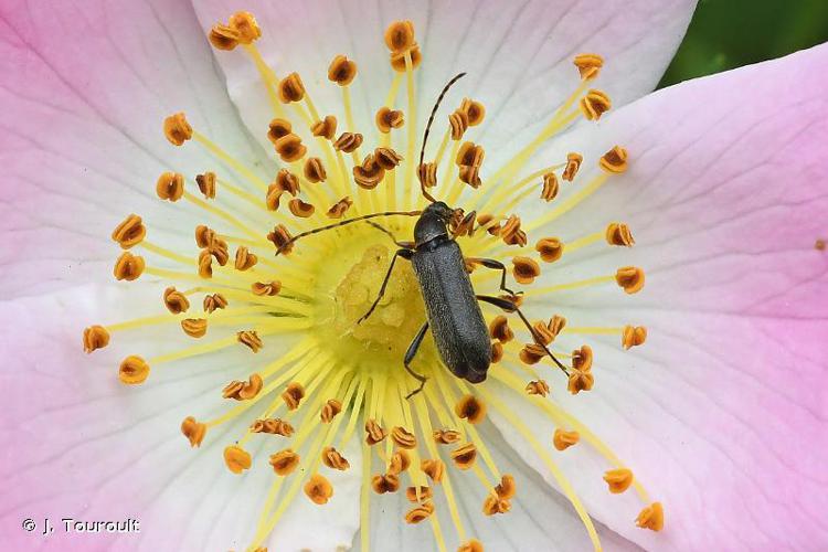 Grammoptera ruficornis © J. Touroult