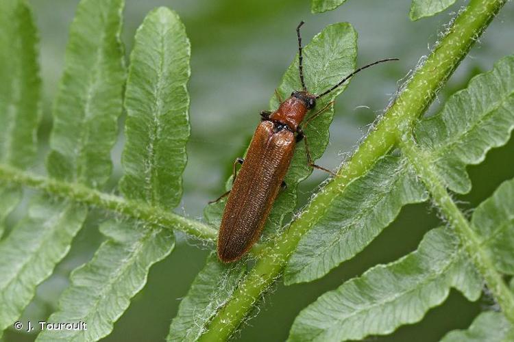 Denticollis linearis © J. Touroult