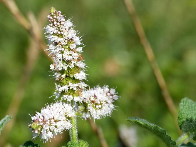 Menthe à feuilles rondes (Mentha suaveolens) © Morvan Debroize