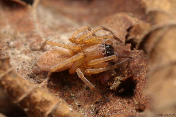 Clubiona terrestris © Nicolas Henon