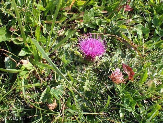 Cirse sans tige (Cirsium acaulon) © Y. Martin