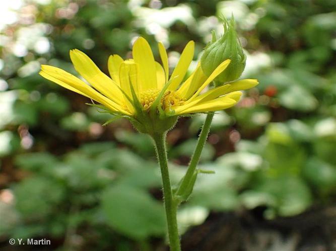 Doronic à feuilles cordées (Doronicum pardalianches) © Y. Martin