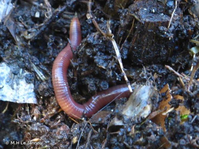 Lombric commun (Lumbricus terrestris) © M.H Le Jannou