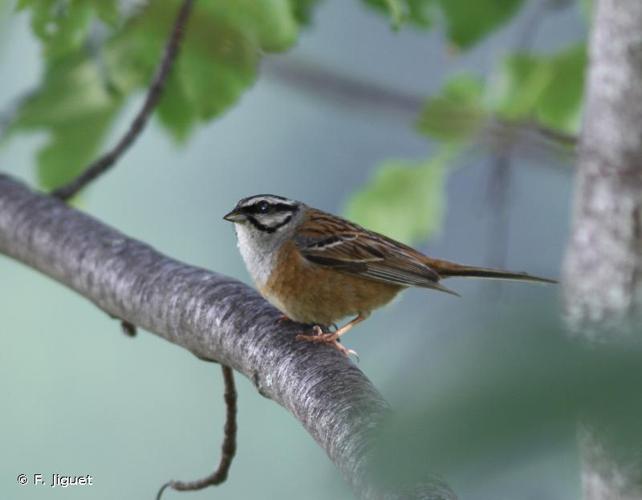 Bruant fou (Emberiza cia) © F. Jiguet