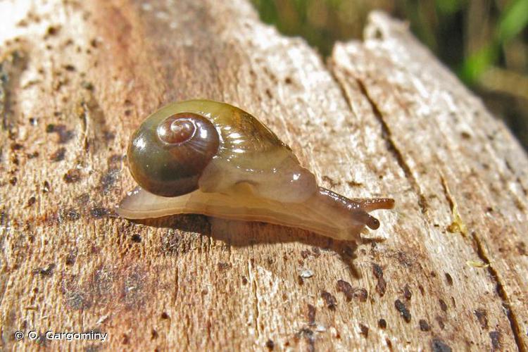 Semilimace commune (Vitrina pellucida pellucida) © O. Gargominy