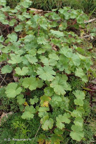 Géranium à feuilles rondes (Geranium rotundifolium) © O. Roquinarc'h