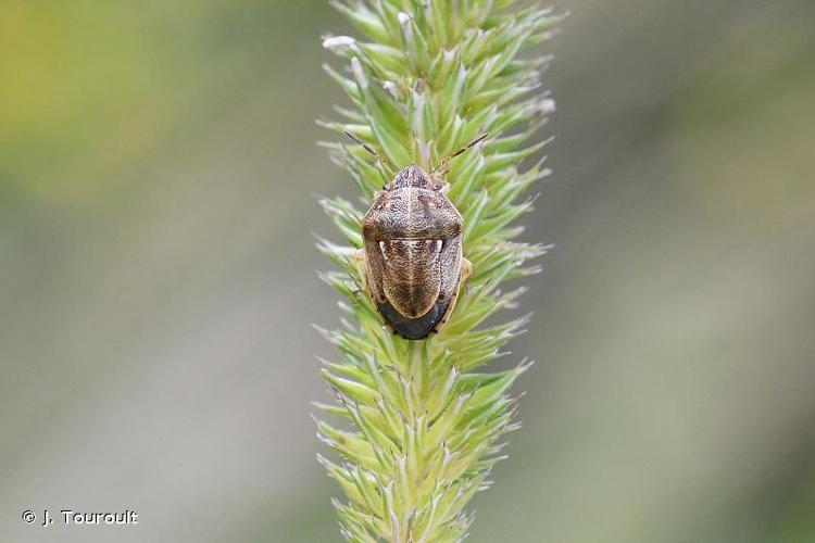 Neottiglossa leporina © J. Touroult