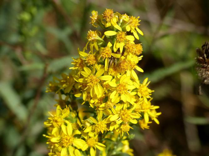 Vege d'or (Solidago virgaurea) © Morvan Debroize