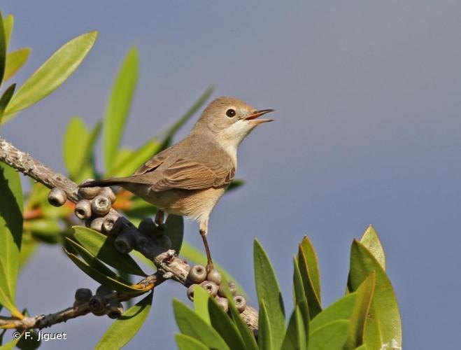 Fauvette passerinette (Sylvia cantillans) © F. Jiguet