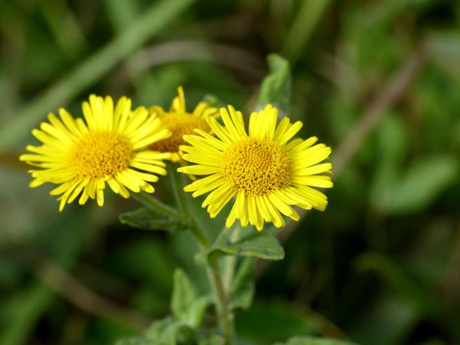 Pulicaire dysentérique (Pulicaria dysenterica) © Morvan Debroize