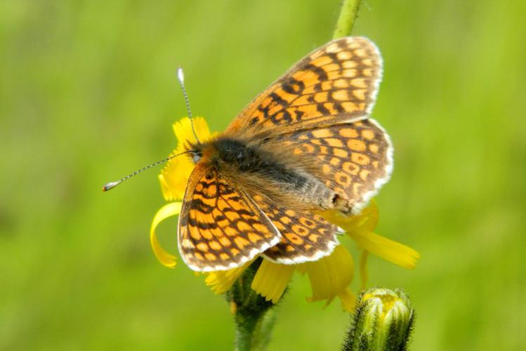 Mélitée du Plantain (Melitaea cinxia) © Morvan Debroize