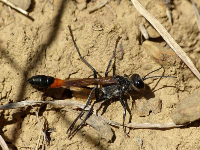 Ammophile des sables (Ammophila sabulosa) © Morvan Debroize