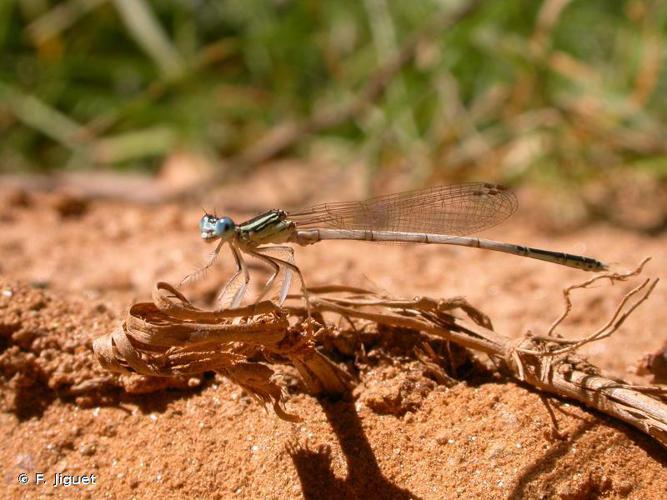 Agrion blanchâtre (Platycnemis latipes) © F. Jiguet