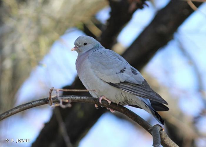 Pigeon colombin (Columba oenas) © F. Jiguet