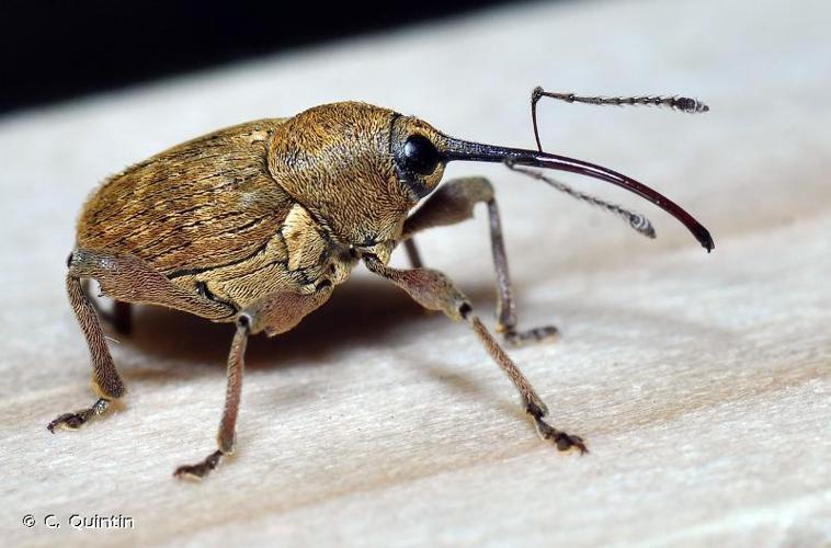 Balanin des noisettes (Curculio nucum) © C. Quintin