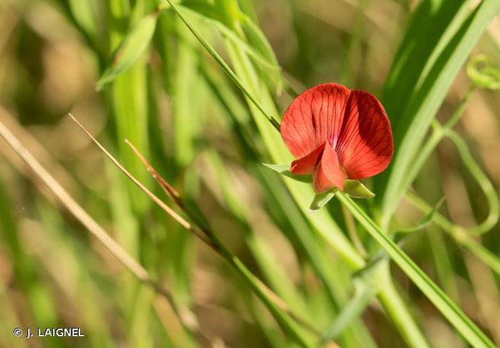 Gessette (Lathyrus cicera) © J. LAIGNEL