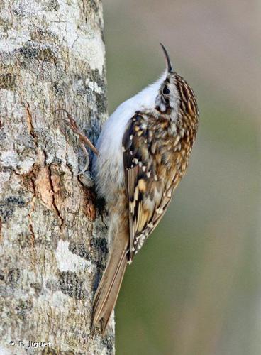 Grimpereau des bois (Certhia familiaris) © F. Jiguet