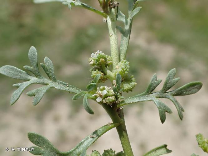 Corne-de-cerf écailleuse  (Lepidium squamatum) © H. TINGUY