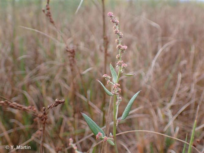 Arroche hastée (Atriplex prostrata) © Y. Martin