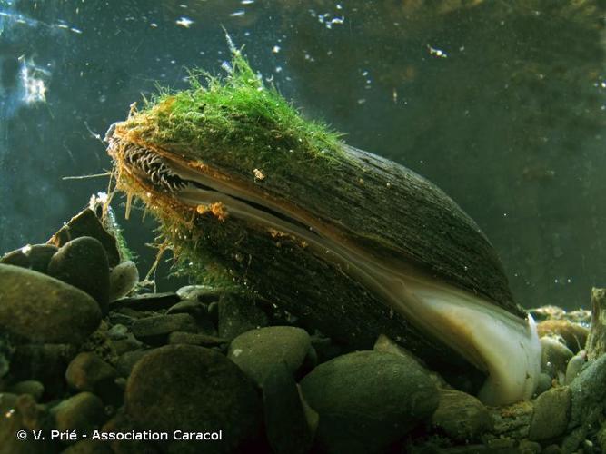 Mulette des rivières (Potomida littoralis) © V. Prié - Association Caracol