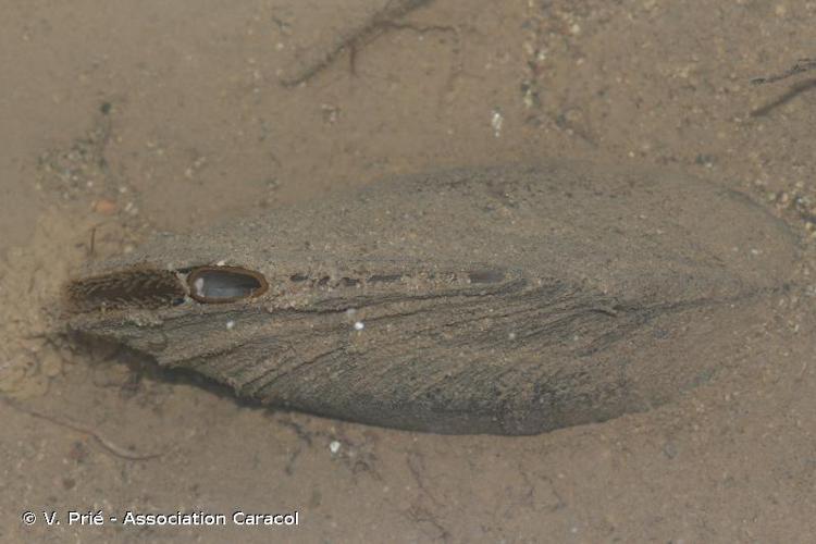 Anodonte des rivières (Anodonta anatina) © V. Prié - Association Caracol