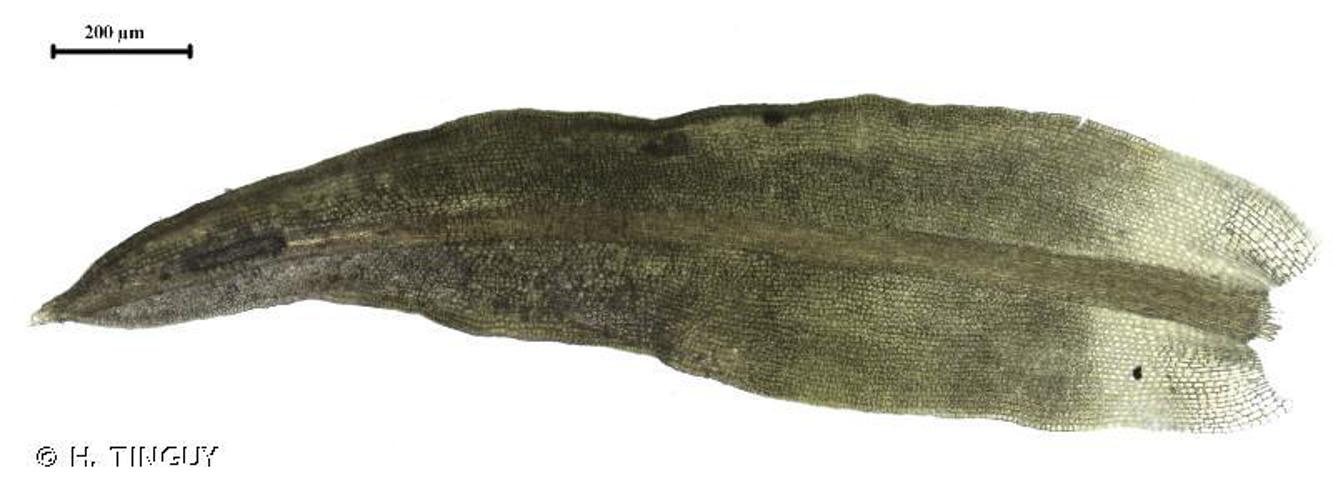 Trichostomum crispulum © H. TINGUY