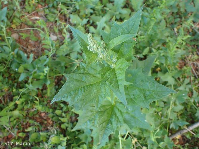 Chénopode à feuilles de Stramoine (Chenopodiastrum hybridum) © Y. Martin