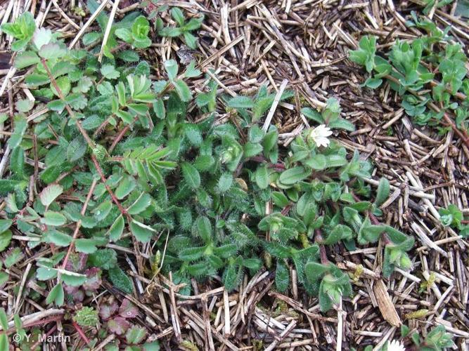 Céraiste nain (Cerastium pumilum) © Y. Martin