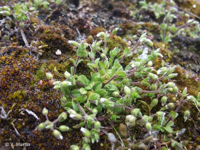 Céraiste à 5 étamines (Cerastium semidecandrum) © Y. Martin