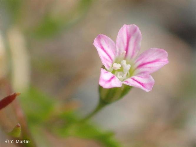 Gypsophile des murailles (Gypsophila muralis) © Y. Martin