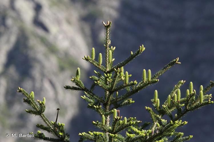 Sapin pectiné (Abies alba) © M. Bartoli