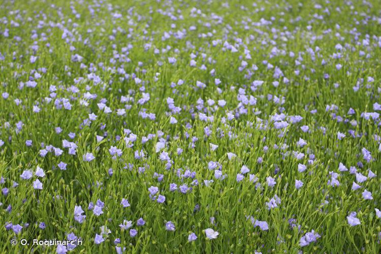 Lin cultivé (Linum usitatissimum) © O. Roquinarc'h