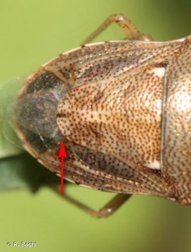 Eysarcoris ventralis © R. Baghi