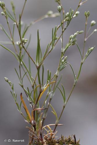 Spergulaire des moissons (Spergula segetalis) © O. Nawrot